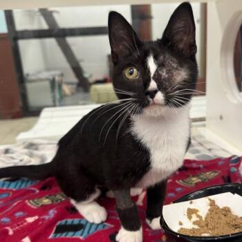 Ozzy -  Domestic Short Hair Cat for Adoption in West Palm Beach, Florida - Ozzy | PetCurious