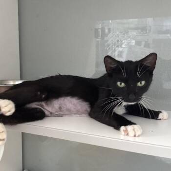 Bree -  Domestic Short Hair Cat Available for Adoption in Jupiter, Florida - Bree | PetCurious