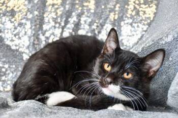 Soda -  Domestic Short Hair Cat for Adoption in Yakima, Washington - Soda | PetCurious