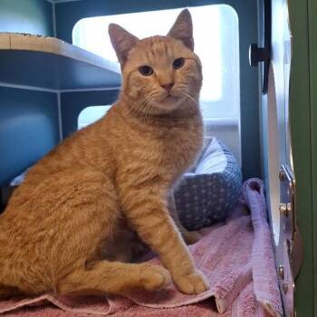 Lobster Roll -  Domestic Short Hair Cat for Adoption in Morristown, Vermont - Lobster Roll | PetCurious