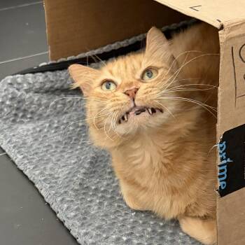 Grinchie -  Domestic Medium Hair Cat for Adoption in Pompano Beach, Florida - Grinchie | PetCurious