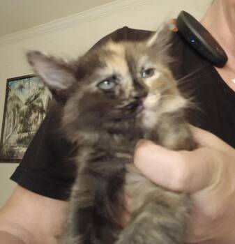 Cinnamon -  Domestic Short Hair Cat for Adoption in Wilmington, North Carolina - Cinnamon | PetCurious