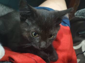 Acorn -  Domestic Short Hair Cat for Adoption in Farmington, Minnesota - Acorn | PetCurious