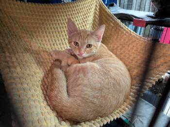 Saturday -  Domestic Short Hair Cat for Adoption in Rocky Ridge, Maryland - Saturday | PetCurious