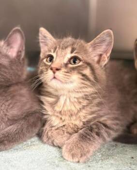 Toastie -  Domestic Short Hair Cat for Adoption in Lunenburg, Massachusetts - Toastie | PetCurious