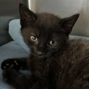 Domestic Short Hair Cats Available for Adoption in Lynchburg, Virginia - Caelum | PetCurious