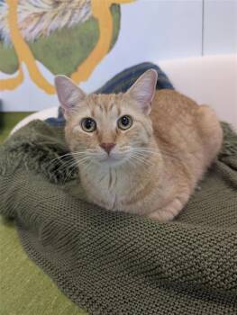 Kevin -  Domestic Short Hair Cat for Adoption in Winnipeg, Manitoba - Kevin | PetCurious