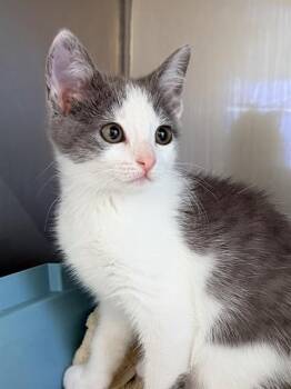 MATILDA* -  Domestic Short Hair Cat Available for Adoption in Santa Cruz, California - MATILDA* | PetCurious