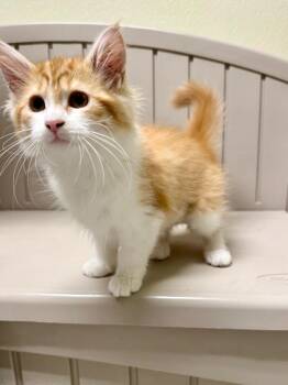 TABASCO -  Domestic Long Hair Cat for Adoption in Sandusky, Ohio - TABASCO | PetCurious