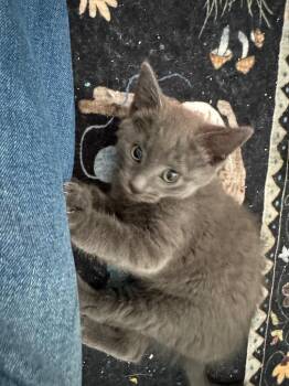 Domestic Medium Hair Cats Available for Adoption in Fort Lupton, Colorado - Bouillion | PetCurious