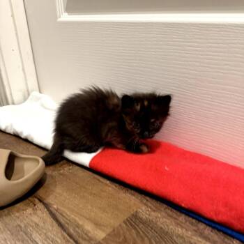 Domestic Medium Hair and Domestic Short Hair Cats Available for Adoption in San Antonio, Texas - Tigger | PetCurious