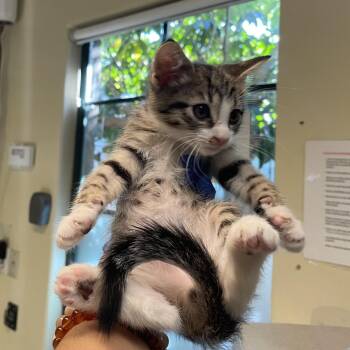 Tangerine -  Domestic Short Hair Cat for Adoption in Pasadena, California - Tangerine | PetCurious