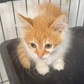 Bob -  Domestic Long Hair Cat for Adoption in Mooresville, North Carolina - Bob | PetCurious