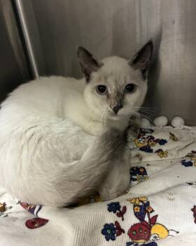 Siren (with Alarm) -  Siamese Cat for Adoption in Richmond, Virginia - Siren (with Alarm) | PetCurious