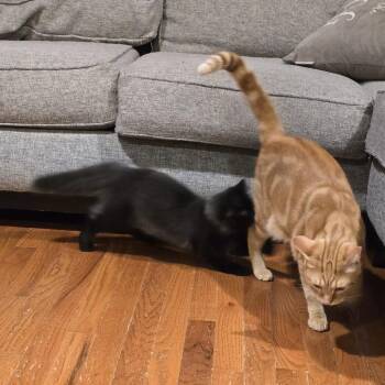 Christina P. Bacon -  Domestic Medium Hair Cat for Adoption in Aspinwall, Pennsylvania - Christina P. Bacon | PetCurious