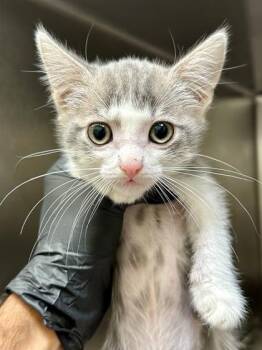 Whiskers -  Domestic Short Hair Cat for Adoption in Wichita, Kansas - Whiskers | PetCurious