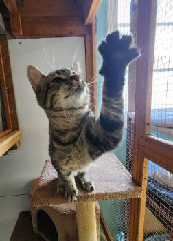 Domestic Short Hair Cats Available for Adoption in Crossville, Tennessee - Myrrh | PetCurious