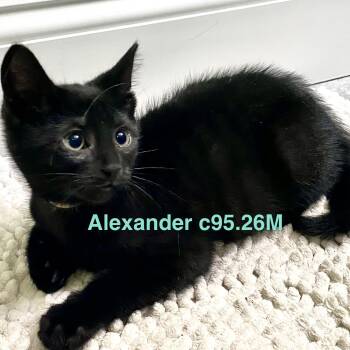 Foster Alexander -  Domestic Short Hair Cat for Adoption in Batavia, New York - Foster Alexander | PetCurious