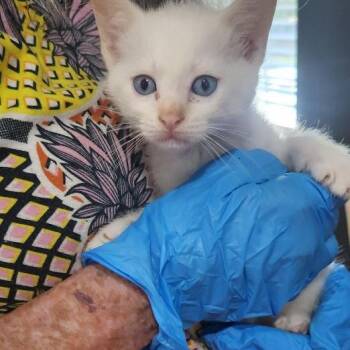 Tikka -  Domestic Medium Hair Cat for Adoption in Livingston, Texas - Tikka | PetCurious
