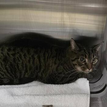 Domestic Short Hair Cats Available for Adoption in St. Louis, Missouri - TRUNKS | PetCurious