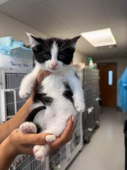 Max -  Domestic Short Hair Cat for Adoption in New Kensington, Pennsylvania - Max | PetCurious