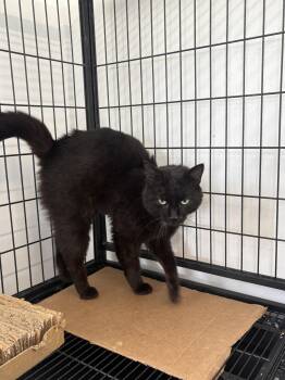 Obsidian -  Domestic Short Hair Cat for Adoption in Sistersville, West Virginia - Obsidian | PetCurious
