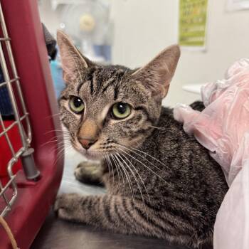 Mollie -  Domestic Medium Hair Cat for Adoption in Charleston, West Virginia - Mollie | PetCurious