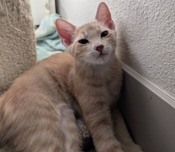 Leo — 16-Week-Old Orange Boy -  Domestic Short Hair Cat for Adoption in Prescott, Arizona - Leo — 16-Week-Old Orange Boy | PetCurious
