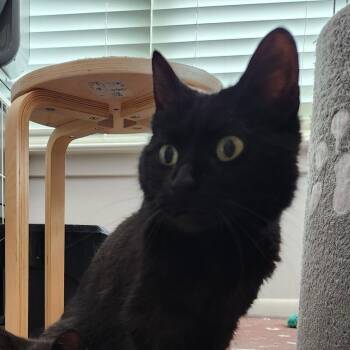 Domestic Short Hair Cats Available for Adoption in Merrifield, Virginia - Moka Bryant | PetCurious
