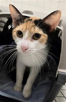 Domestic Short Hair Cats Available for Adoption in Dallas, Texas - MOCHI | PetCurious