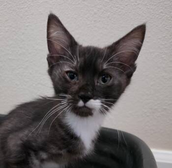 Marble -  Domestic Short Hair Cat for Adoption in Portland, Oregon - Marble | PetCurious