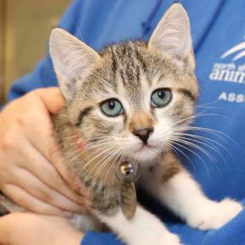 Domestic Short Hair Cats Available for Adoption in Port Washington, New York - Galaxy | PetCurious