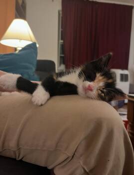 Zelda -  Domestic Short Hair Cat for Adoption in Bordentown, New Jersey - Zelda | PetCurious
