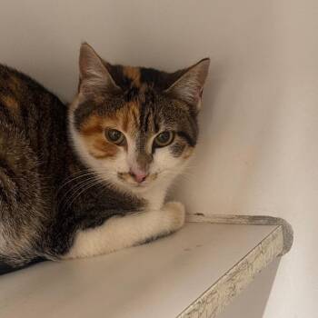 Domestic Short Hair Cats Available for Adoption - BC  Stark | PetCurious