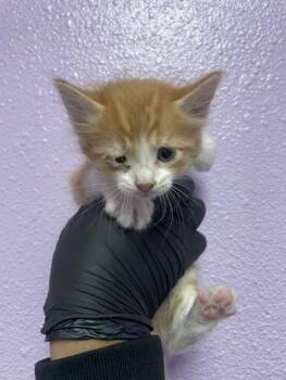 Twelve -  Domestic Long Hair Cat for Adoption in El Paso, Texas - Twelve | PetCurious