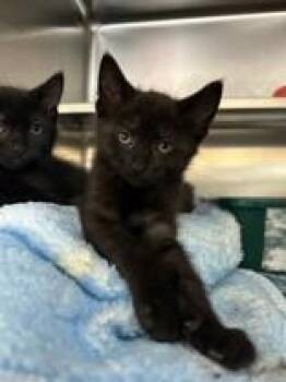Chunky -  Domestic Short Hair Cat for Adoption in Manitowoc, Wisconsin - Chunky | PetCurious