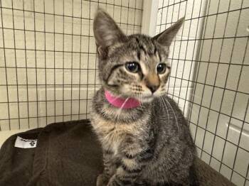 ELZIA -  Domestic Short Hair Cat for Adoption in Peoria, Illinois - ELZIA | PetCurious
