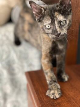 Domestic Short Hair Cats Available for Adoption in Bethel Park, Pennsylvania - Clarinet | PetCurious