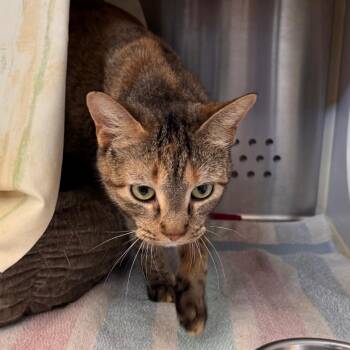 Domestic Short Hair Cats Available for Adoption in Lynchburg, Virginia - Juliana | PetCurious