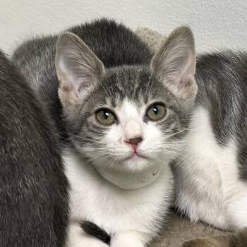 Jo -  Domestic Short Hair Cat for Adoption in Monroe, Louisiana - Jo | PetCurious
