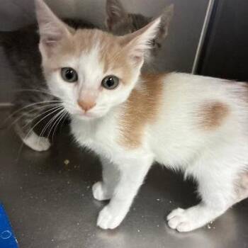 Bebop -  Domestic Short Hair Cat for Adoption in Carencro, Louisiana - Bebop | PetCurious