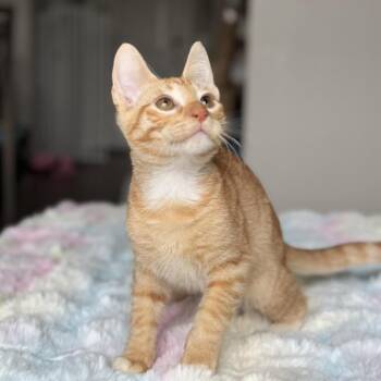 CracklePop -  Domestic Short Hair Cat for Adoption in Houston, Texas - CracklePop | PetCurious
