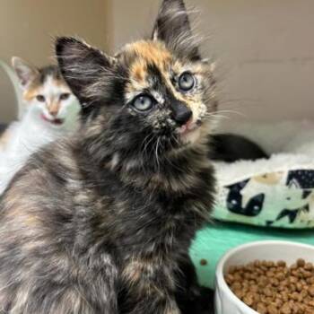 Sparkles MD 0626 -  Domestic Short Hair Cat for Adoption - Sparkles MD 0626 | PetCurious