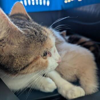 Odette -  Domestic Short Hair Cat for Adoption in Lynchburg, Virginia - Odette | PetCurious