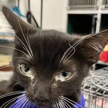 111104 -  Domestic Short Hair Cat for Adoption in Las Cruces, New Mexico - 111104 | PetCurious
