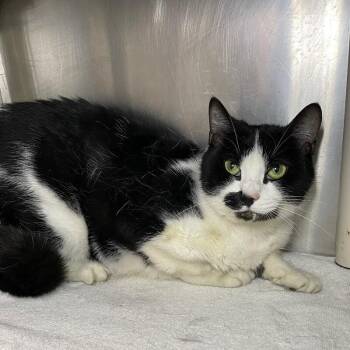 Domestic Short Hair Cats Available for Adoption in Roanoke, Virginia - Whiskey | PetCurious