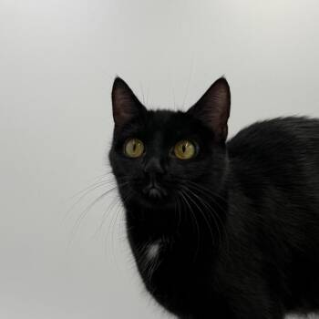 Dancing Queen -  Domestic Short Hair Cat for Adoption in State College, Pennsylvania - Dancing Queen | PetCurious
