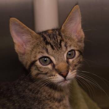 Flair -  Domestic Short Hair Cat for Adoption in Seattle, Washington - Flair | PetCurious