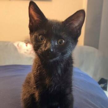 Melfi -  Domestic Short Hair Cat for Adoption in Orangevale, California - Melfi | PetCurious
