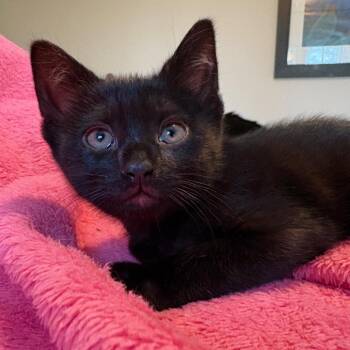 Domestic Short Hair Cats Available for Adoption in Westport, Connecticut - Eloise | PetCurious